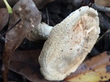 Amanita daucipes image