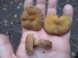 Cortinarius distans image