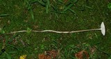 Xerula furfuracea image