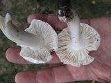 Tricholoma subresplendens image
