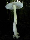 Amanita albocreata image