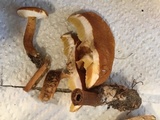 Gyroporus castaneus image
