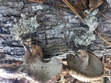 Sarcodon imbricatus image
