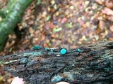 Chlorociboria aeruginosa image