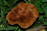 Boletinellus merulioides image