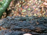 Chlorociboria aeruginosa image