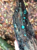 Chlorociboria aeruginosa image