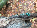 Chlorociboria aeruginosa image