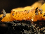 Anthracobia melaloma image