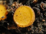 Anthracobia melaloma image