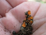 Anthracobia melaloma image