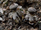 Geastrum fornicatum image