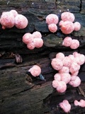 Lycogala epidendrum image