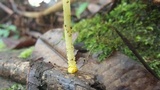 Cyptotrama chrysopepla image