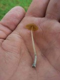 Conocybe smithii image
