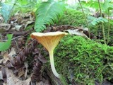 Chrysomphalina strombodes image