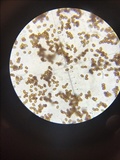 Agaricus vinosobrunneofumidus image