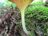 Chrysomphalina strombodes image