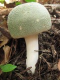 Russula parvovirescens image