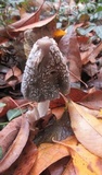 Coprinopsis picacea image