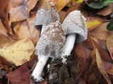 Coprinopsis picacea image