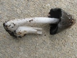 Coprinopsis picacea image