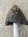 Coprinopsis picacea image