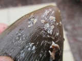 Coprinopsis picacea image