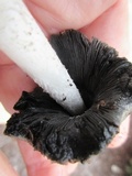 Coprinopsis picacea image