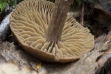 Cortinarius decipiens image