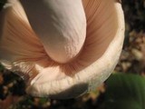 Russula parvovirescens image