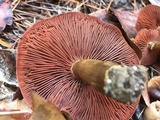 Cortinarius semisanguineus image