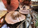 Cortinarius semisanguineus image