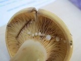 Lactarius volemus var. flavus image