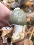 Phallus ravenelii image