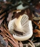 Clitocybe fragrans image