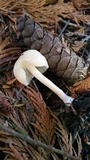 Clitocybe fragrans image
