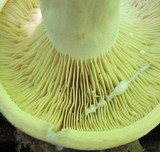 Lactarius volemus var. flavus image