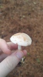 Rhodocollybia maculata image