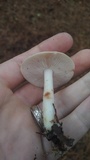 Rhodocollybia maculata image