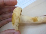 Lactarius volemus var. flavus image