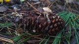 Baeospora myosura image