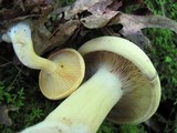 Lactarius volemus var. flavus image