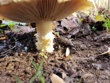 Stropharia hardii image