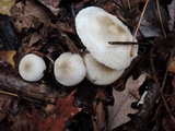 Hygrophorus occidentalis image