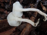 Hygrophorus occidentalis image