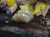 Sarcomyxa serotina image