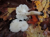 Cuphophyllus borealis image