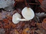 Cuphophyllus borealis image