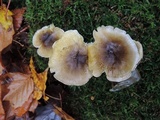 Tricholoma subsejunctum image